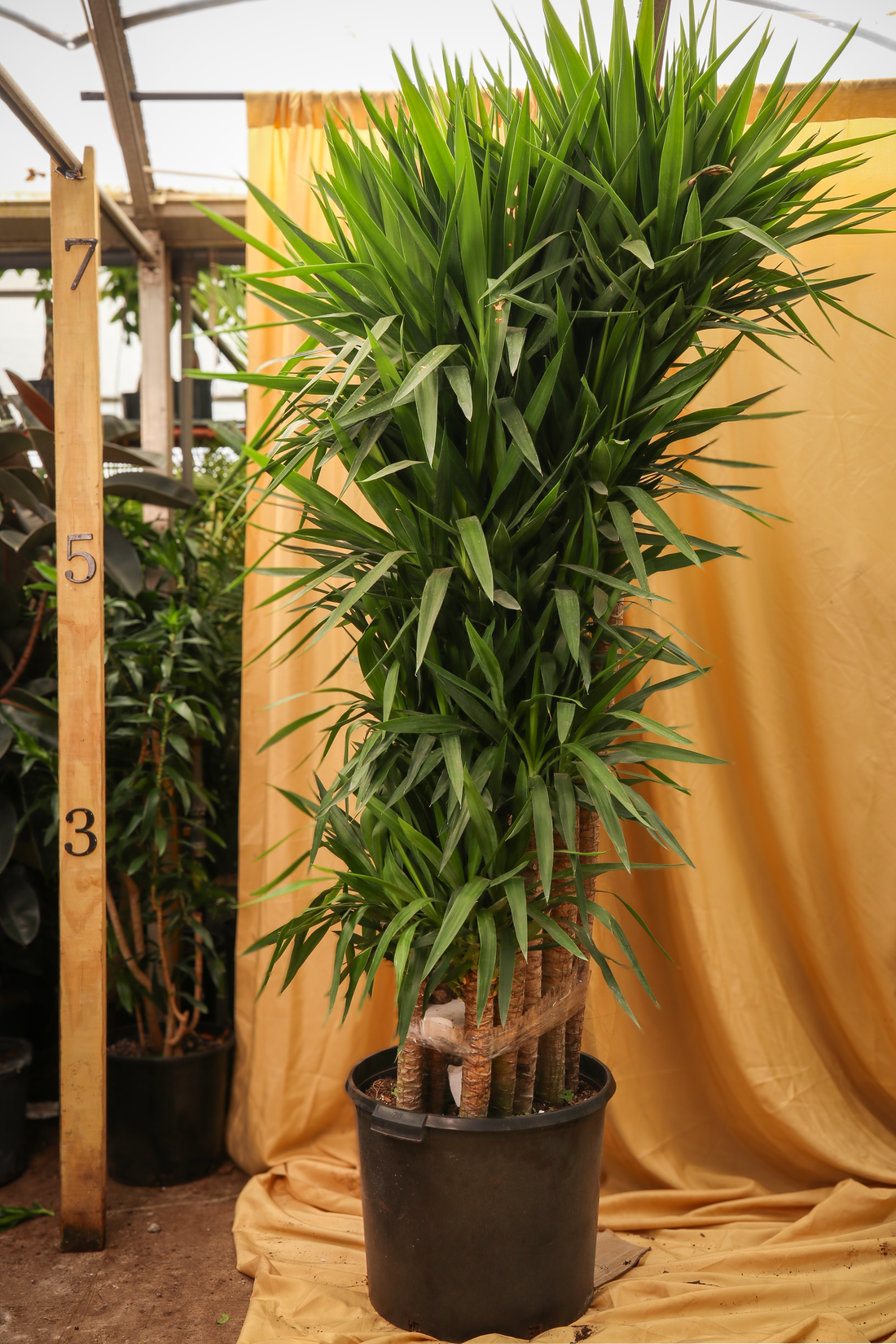 Gallery image 1 — large indoor plants near me