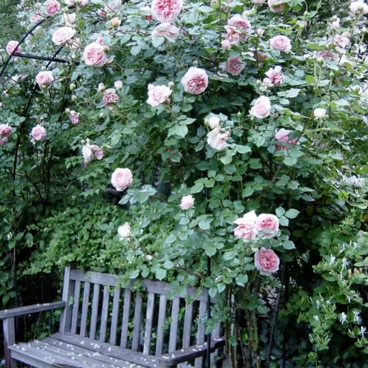 Gallery image 4 — commercial garden maintenance Brooklyn