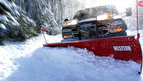 discount tree trimming Bronx