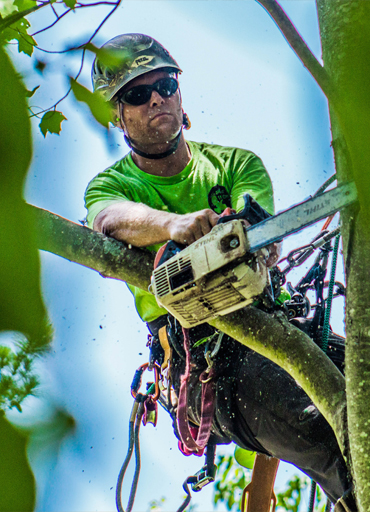 commercial tree service Bronx