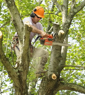 About discount tree trimming Bronx