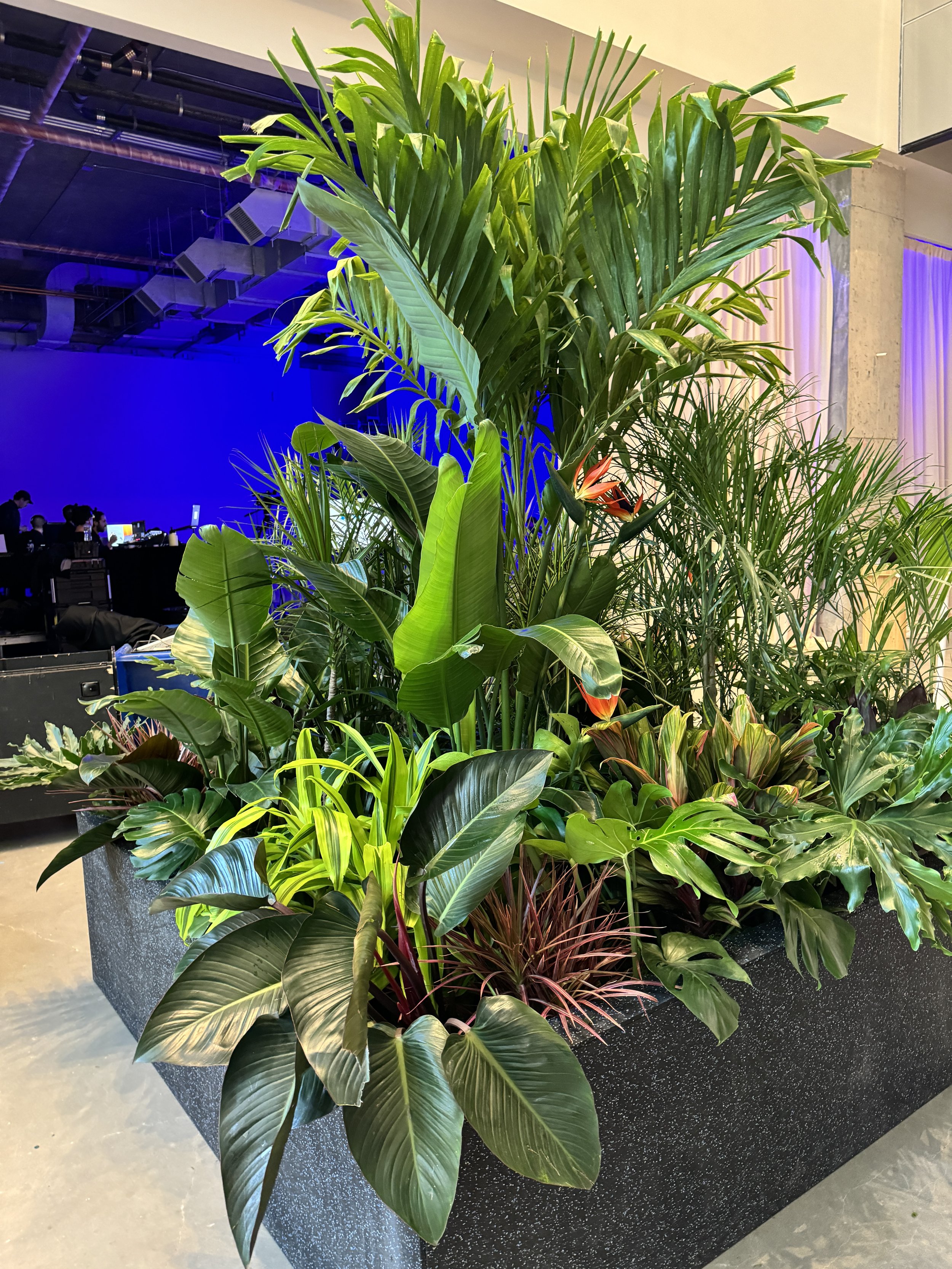 Gallery image 7 — office plant care near me