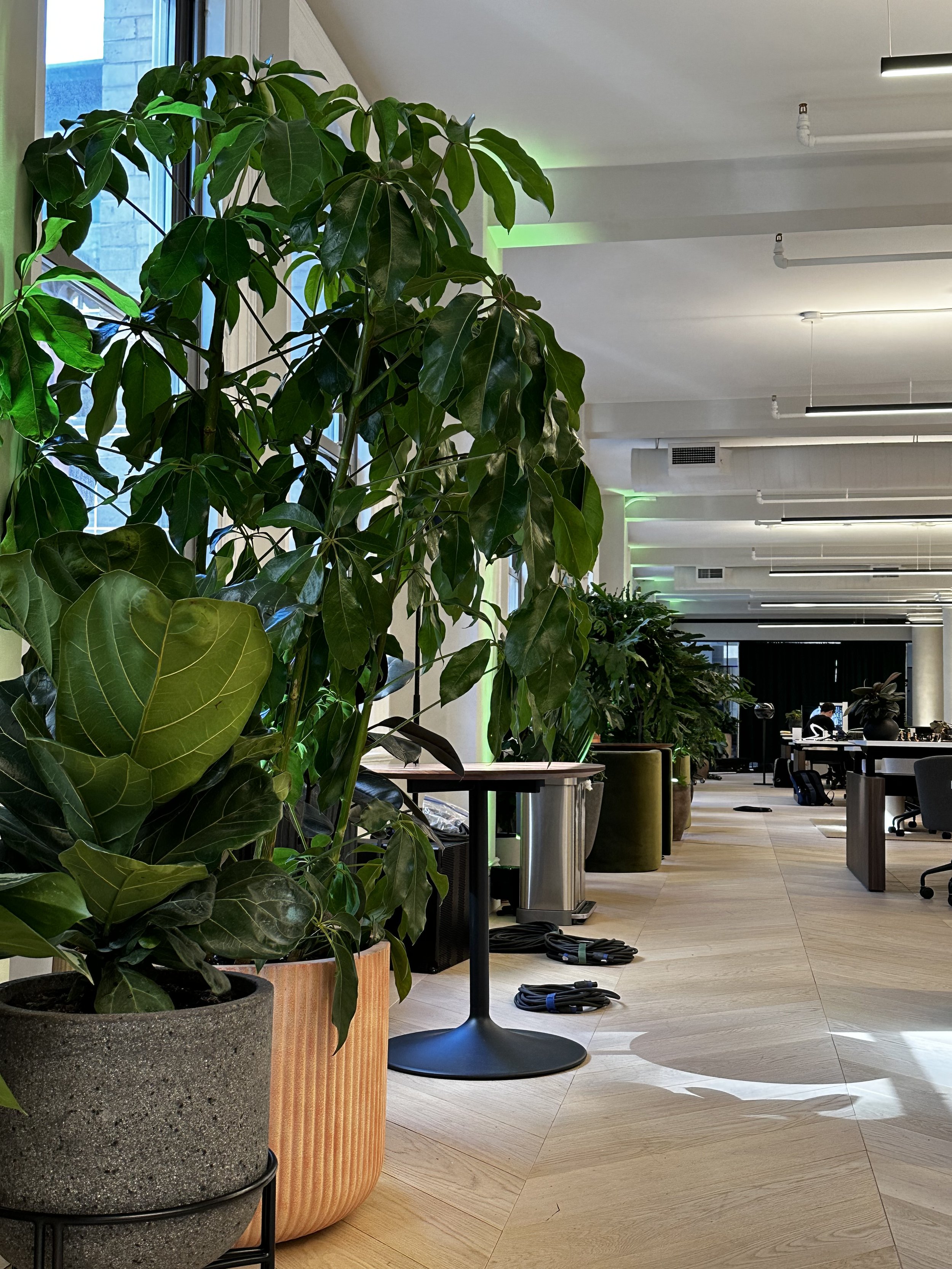 Gallery image 5 — office plant care near me