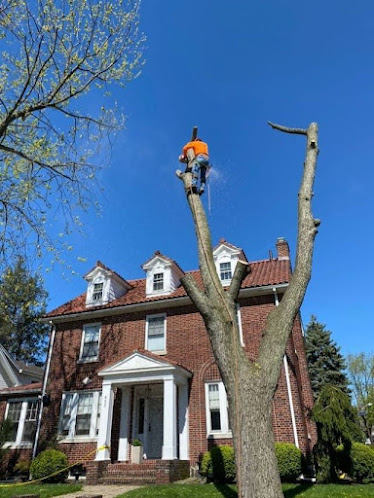 About 24/7 emergency tree service near me