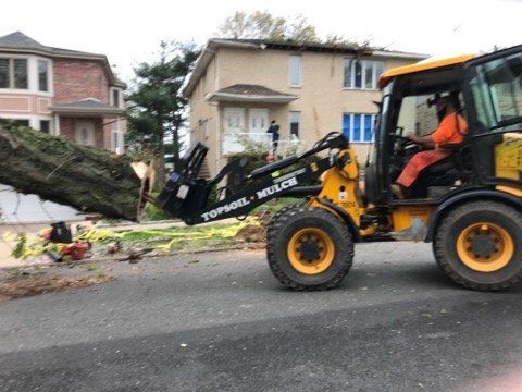 Gallery image 4 — 24/7 emergency tree service near me