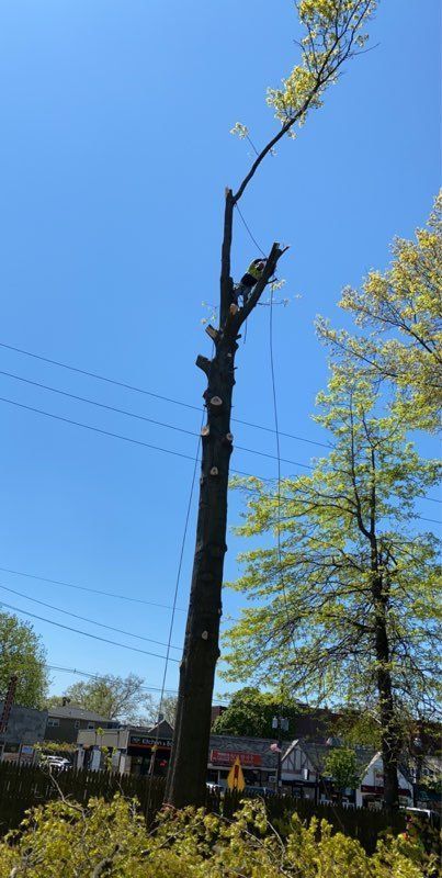 Gallery image 6 — 24/7 emergency tree service near me