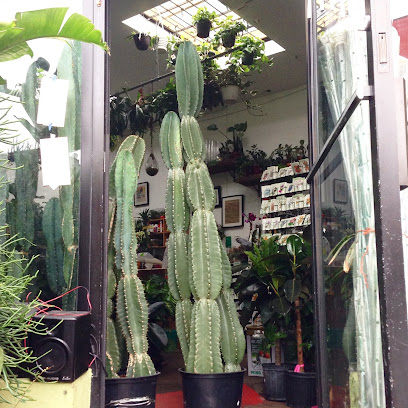 Gallery image 1 — indoor plants Brooklyn