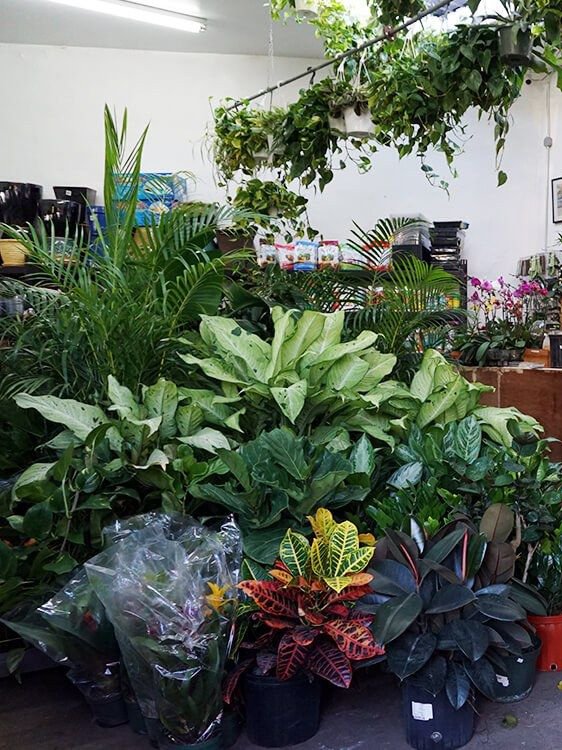 Gallery image 4 — indoor plants Brooklyn