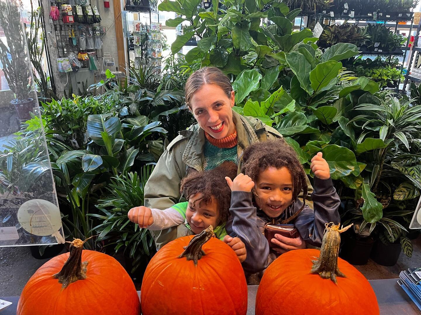 Gallery image 6 — indoor plants Brooklyn