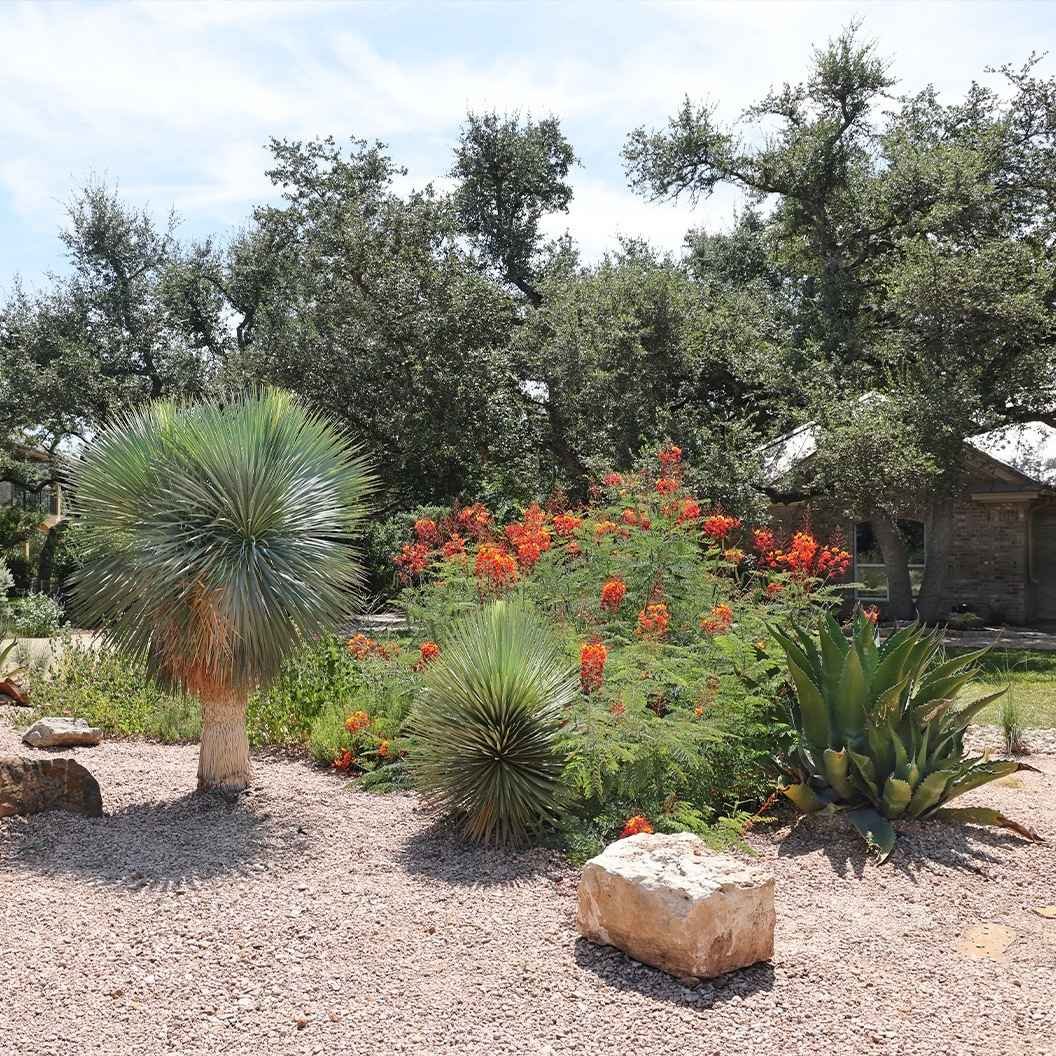 Gallery image 3 — landscape design in Texas