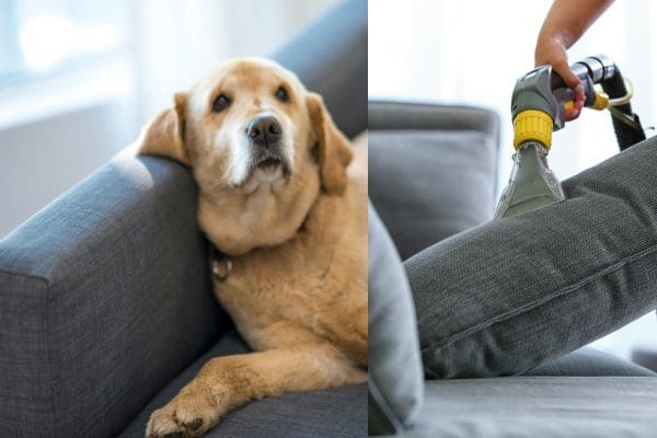 Gallery image 4 — pet stain removal Phoenix