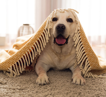 Gallery image 6 — carpet cleaning in Mesa