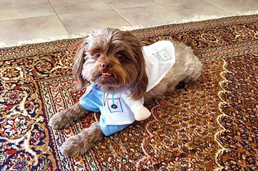 Gallery image 5 — top rated carpet cleaning Mesa