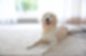 carpet cleaning services Phoenix