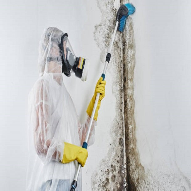 mold remediation Valley photo