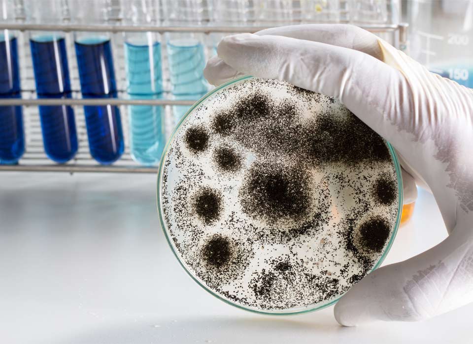 mold remediation Loganville photo