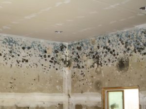 HEPA mold removal near me photo