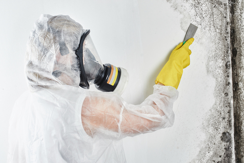 mold removal in Atlanta photo