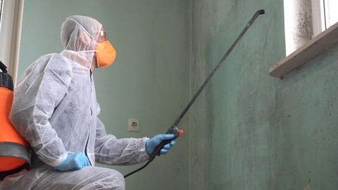 mold removal in Atlanta photo