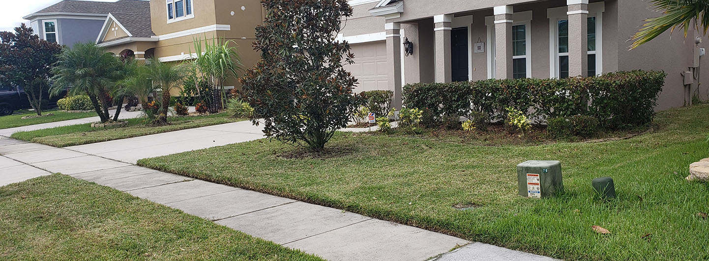 tree removal service Cocoa photo