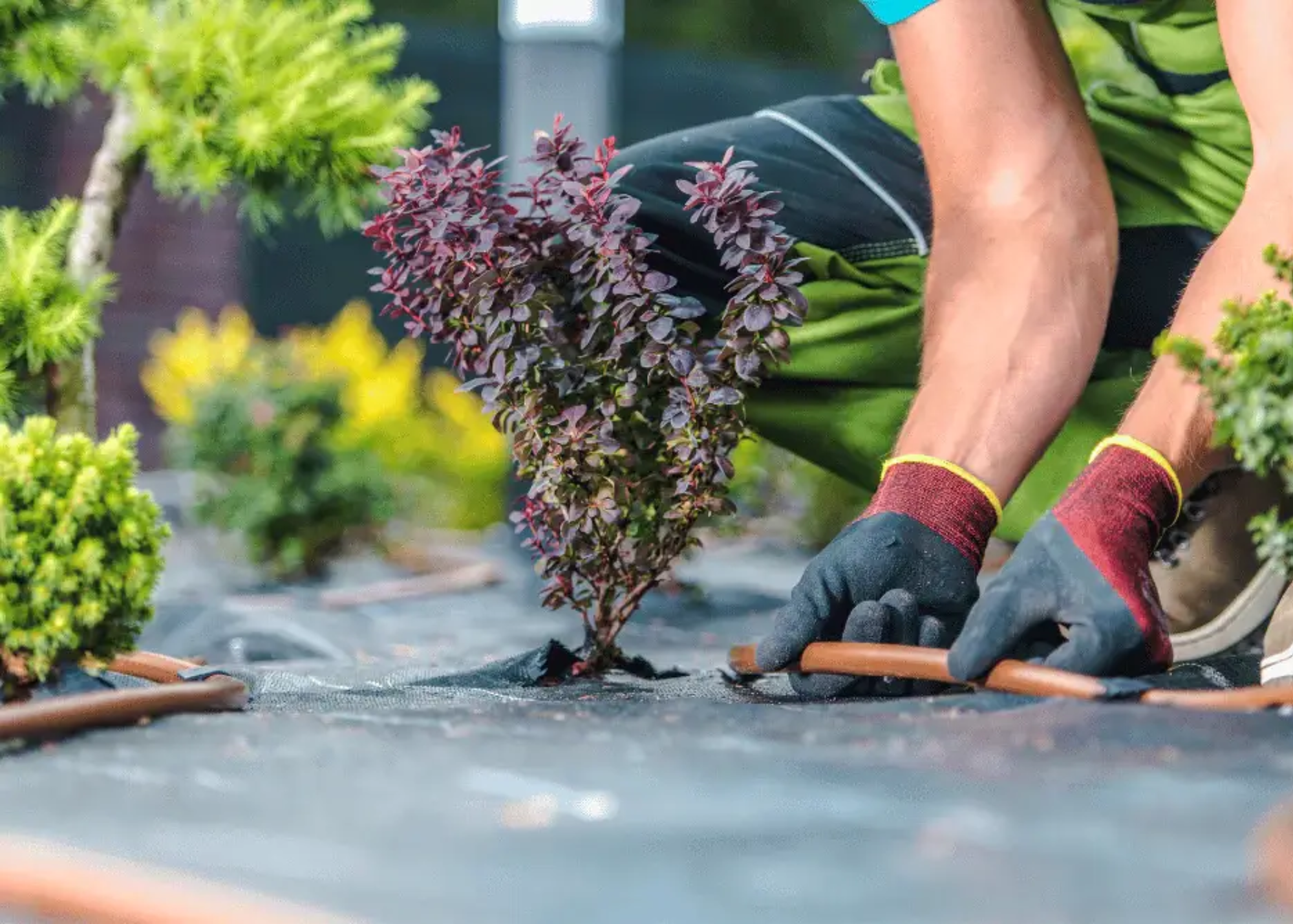 best landscaping company Tampa photo