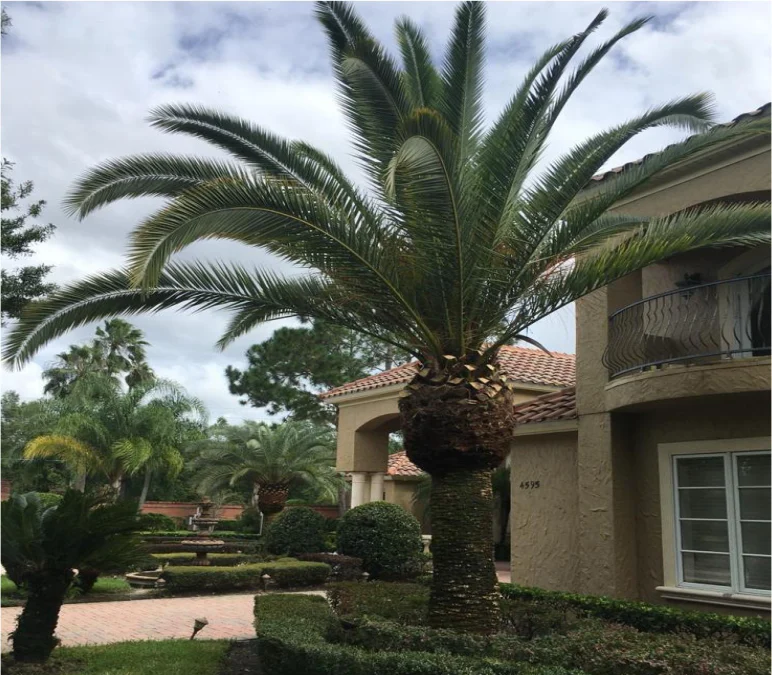 lawn care services Orlando photo