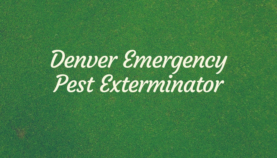safe pest control %AREA% photo