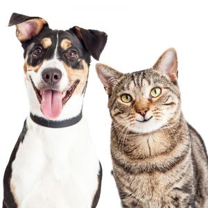 quarterly pest control services Thornton