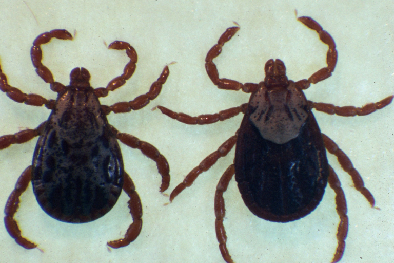 pet friendly pest exterminator Brighton photo