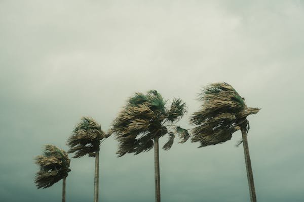 tree pruning Miami photo