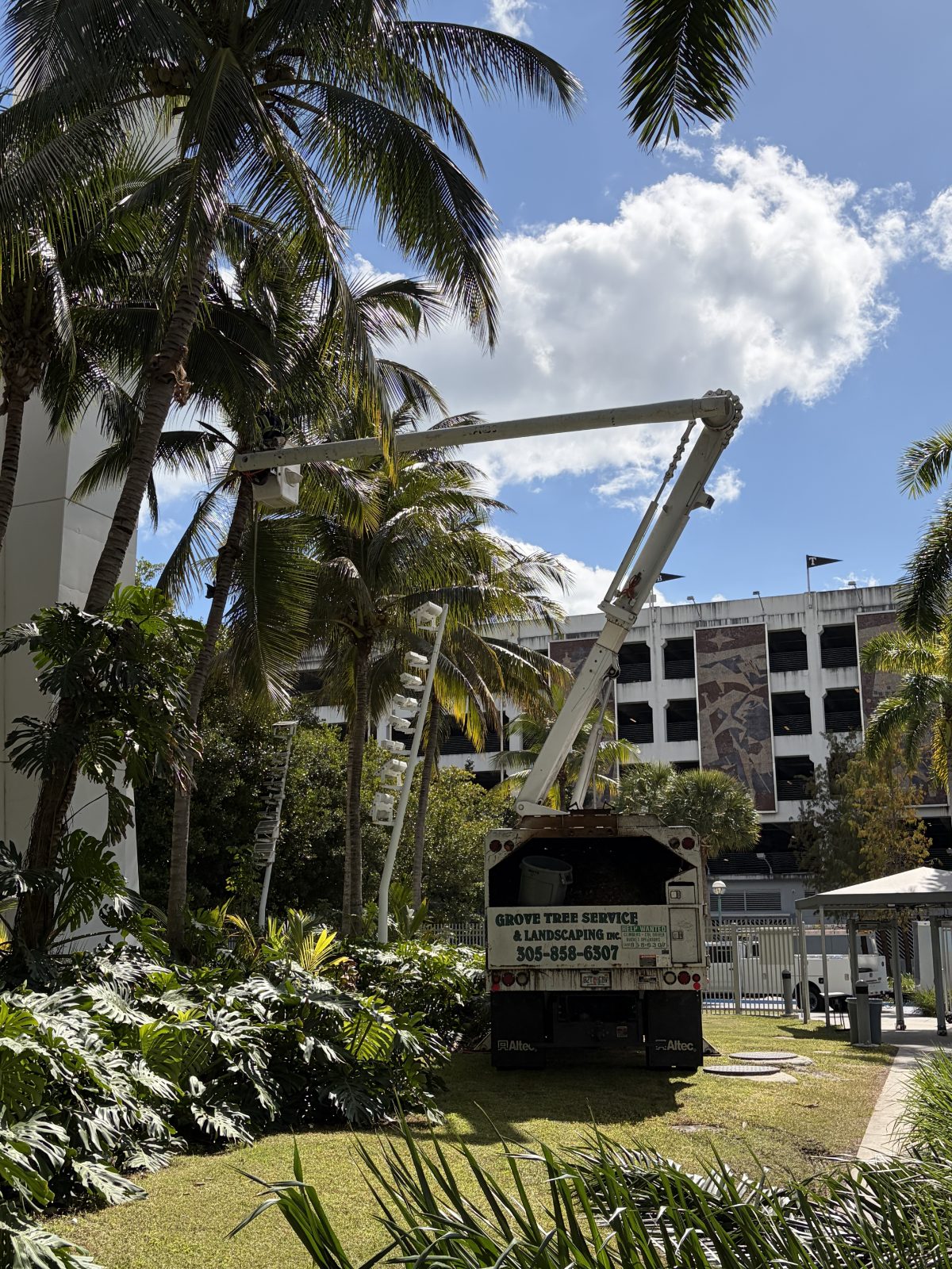 tree pruning Miami photo