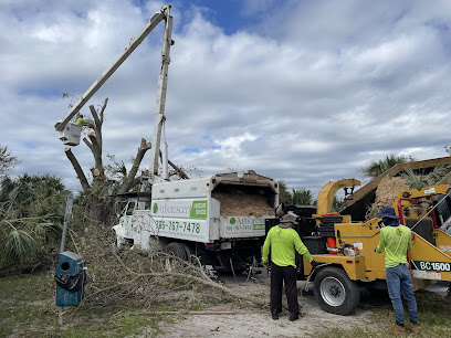 stump grinding Arborescent Tree Service photo