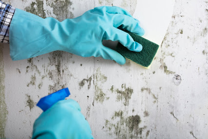 green cleaning near me San Jose photo