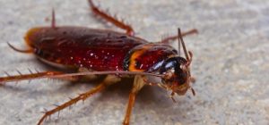 bed bug removal Hammond IL photo