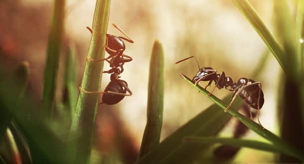 emergency exterminator in Addison