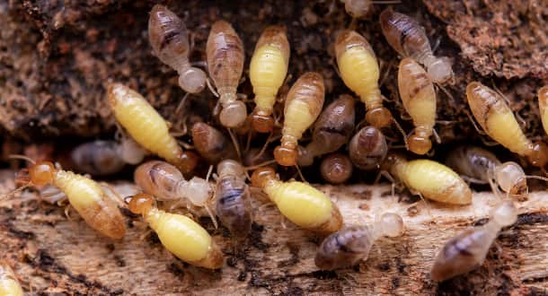 emergency exterminator in Addison photo