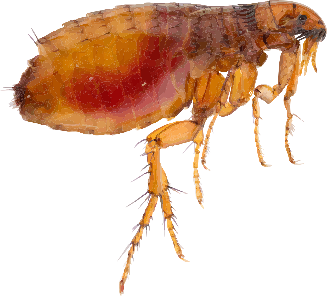 mosquito treatment near me photo