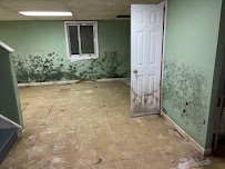 White City Mold Elimination photo