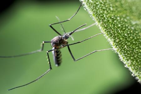 Simmons Weed Control photo