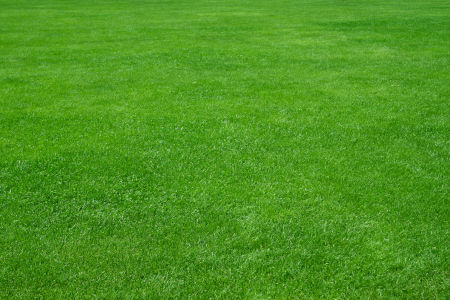Simmons Weed Control photo