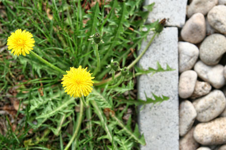 Simmons Weed Control photo