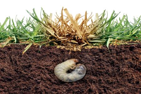 Simmons Weed Control photo