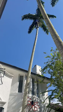 tree health assessment Miami