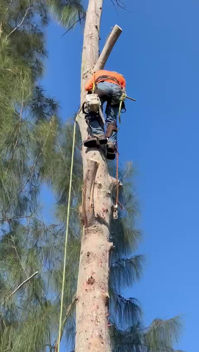 tree health assessment Miami photo