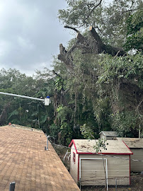 tree health assessment Miami photo