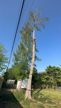 tree health assessment Miami photo