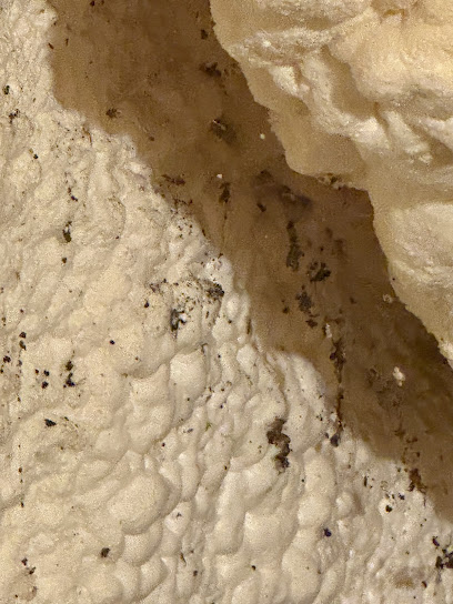 Allsect Pest Control photo