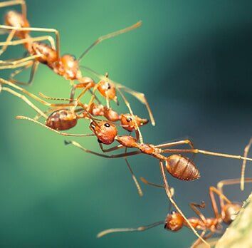 Carroll Exterminating Company photo
