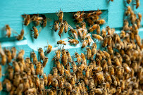 Southeast Bee Removal photo