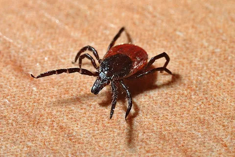 Pest USA photo